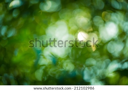 nature forest bokeh background