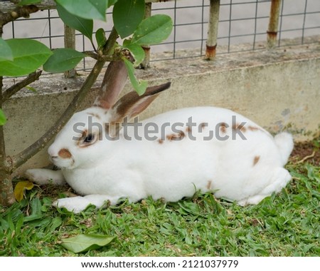 White rex rabbit with the grass in the garden.