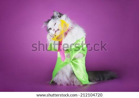 stylish brightly dressed cat on pink background