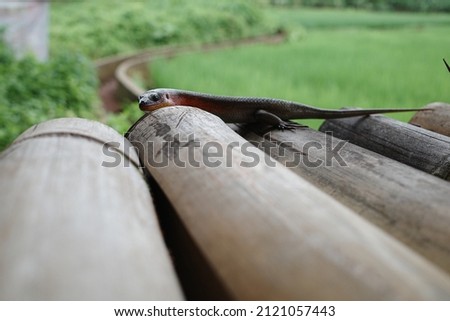 a lizard crawling on bamboo