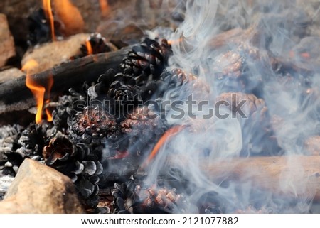 A Campfire made of pine cones in the forest.  