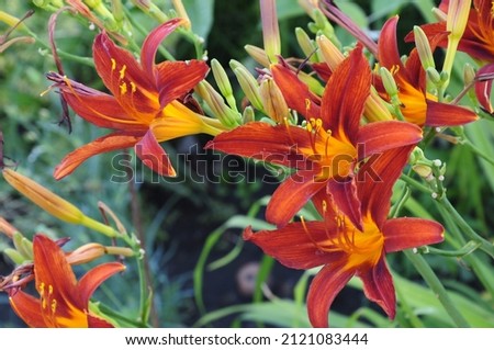 Daylily in the garden. Blooming daylily flowers. Hemerocallis  Royalty-Free Stock Photo #2121083444