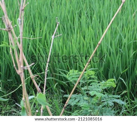 A photo of rice that is already green. The rice plants are tight. The rice plant is green. This photo is suitable for education, background, news, agriculture, etc.