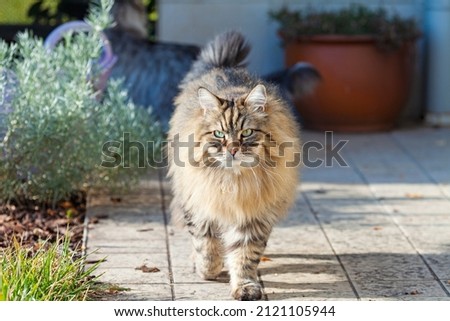 Adorable cat with long hair in a garden. Brown tabby siberian breed
