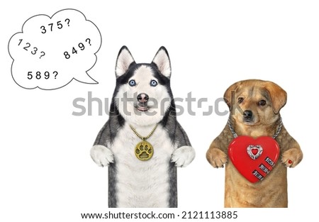A dog husky picks up a key to a heart of his beloved. White background. Isolated.