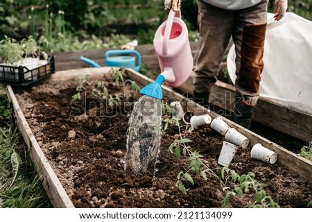 senior woman irrigate water from a watering can into the soil in the garden bed for planting seedlings of organic tomato plant sprouts in the backyard of village homesteading. subsistence agriculture Royalty-Free Stock Photo #2121134099