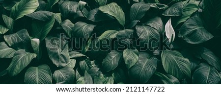 tropical foliage, dark green nature background Royalty-Free Stock Photo #2121147722