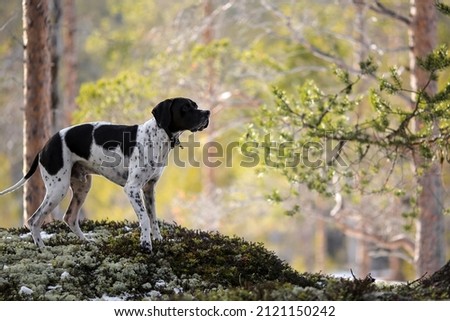 Dog english pointer hunting  in the snowy wild forest Royalty-Free Stock Photo #2121150242