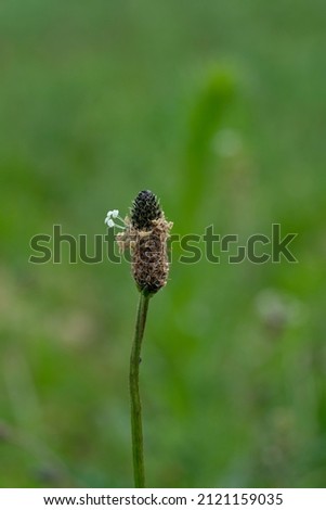 view from close up of a flower of ribwort plantain