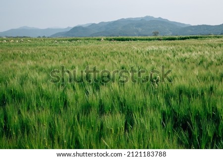 Green barley field at Hwangnyongsa Temple Site in Gyeongju, Korea