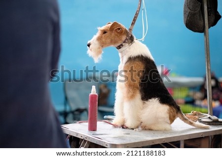 A beautiful fox terrier dog is sitting on a grooming table. Royalty-Free Stock Photo #2121188183