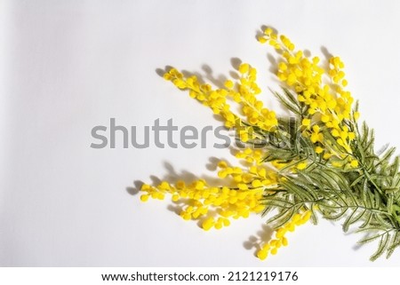 Mimosa flowers isolated on white background. Festive spring concept, Easter, Women Day. Trendy hard light, dark shadow, flat lay, top view