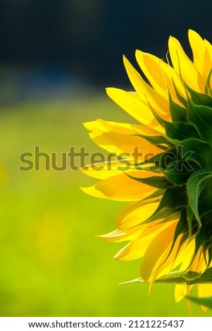 Sunflowers blooming in the garden in spring. Sunflower seed oil is used to improve skin health and rejuvenation. Royalty-Free Stock Photo #2121225437