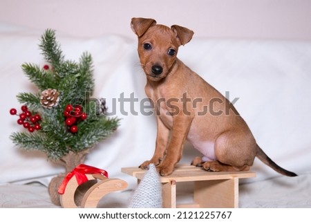 Sable brown and tan miniature pinscher puppies portrait with Christmas decoration.  German miniature pinscher puppies sitting  with New Year background. Smart and cute pincher with big funny ears Royalty-Free Stock Photo #2121225767