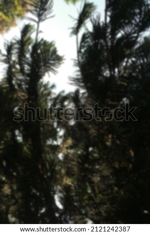 defocused silhouette tree at the jungle