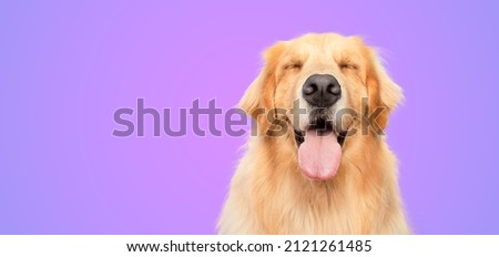 Golden Retriever happy smiling with closed eyes purple background