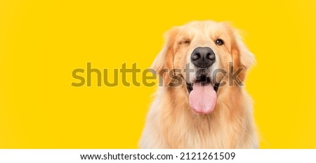 Happy smiling golden retriever dog blinking eye yellow background studio shot Royalty-Free Stock Photo #2121261509