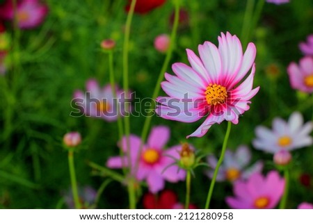 One bright pink white cosmos flowers with green leaves and buds in garden. Floral summer or spring background or greeting card, selective focus, blurred backdrop, space for text. Bee on flower