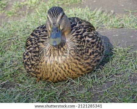 female duck sitting posing for photo