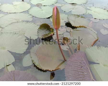 The lotus flower that hasn't bloomed at the bottom of the lake
