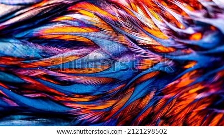 Rooster feathers. Indian rooster bright color feathers. Royalty-Free Stock Photo #2121298502