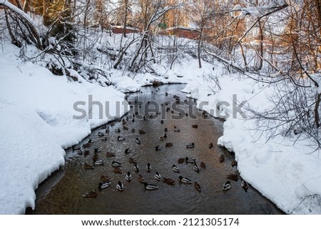 Ducks on the winter river