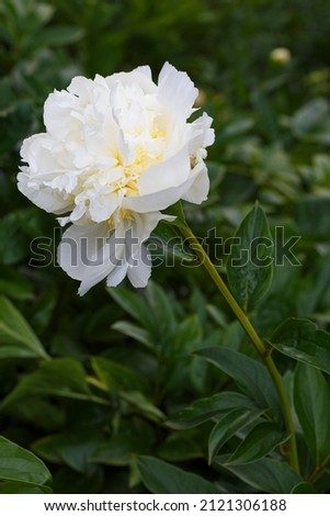 Flower double white peony  Dorothy J , blooming paeonia lactiflora  in summer garden on natural blurred  green background,  closeup
