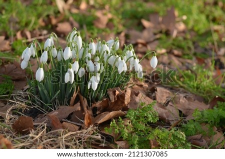 Snowdrops in the woods on a bright and sunny day. The white colours of these tender flowers shines so brightly in the green grass. There are some old browns fallen leaves from the previous autumn. Royalty-Free Stock Photo #2121307085