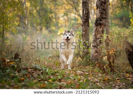 Portrait of funny and happy dog breed Siberian husky running on the bright yellow autumn forest background. Cute silver and white husky dog running in the fall forest at sunset