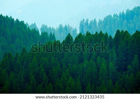 Lush green pine tree forest forrest in the mountains layered with valleys Royalty-Free Stock Photo #2121323435