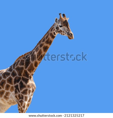 A Giraffe , Giraffa camelopardalis, isolated on a blue background with space for text