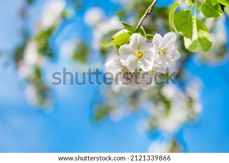Blooming apple tree branches white flowers and green leaves on the blue sky background. Beautiful blossom garden, spring, summer sunny day, nature, floral border frame, copy space