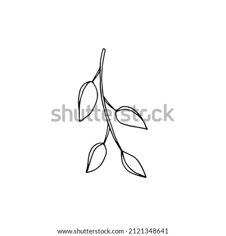 Vector image of a tree branch with four pointed leaves on a transparent background. Clip art hand drawn.