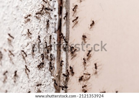 bugs on the wall, coming out through crack in the wall, sweet ant infestation indoors Royalty-Free Stock Photo #2121353924