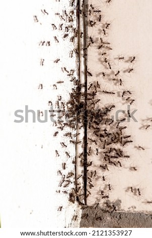small ants running through wall indoors, insect infestation coming out of crack in wall