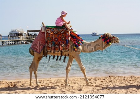 A little girl in a hat and a pink sundress rides along the shore of the Red Sea on a richly decorated camel in Egypt Royalty-Free Stock Photo #2121354077