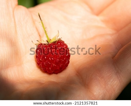 Red ripe raspberry on a hand macro photo good for cards, posters, website decoration etc.