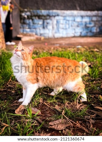 Ginger cat in the middle of nature