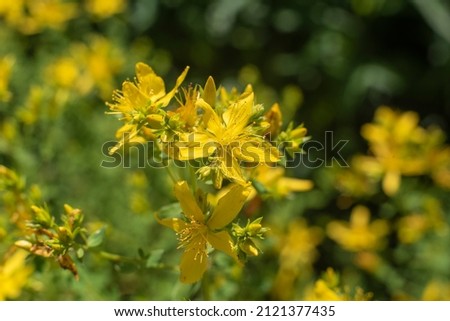 close-up of the yellow blossoms of Hypericum perforatum, a herbal medicine Royalty-Free Stock Photo #2121377435