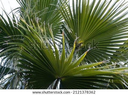 tropical green palm leaves background
