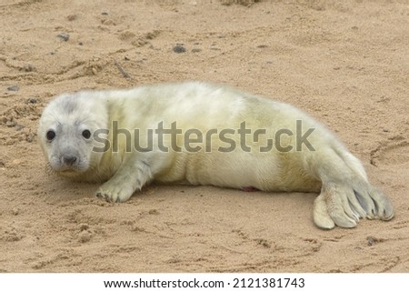 Grey seal pup on the breeding beaches in North Norfolk Royalty-Free Stock Photo #2121381743
