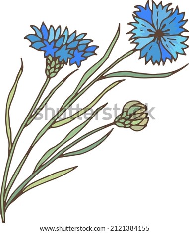 Blue meadow flower. Knapweed plant. Centaurea herb