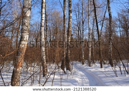 Winter photo with walking path through snow-covered deciduous forest with birch trees. 