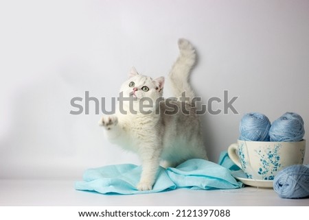 Cute silver British kitten playing with blue yarn ball of thread. Home comfort.