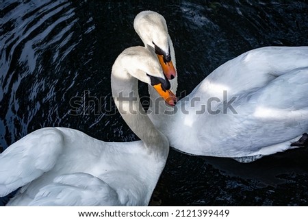 white swan couple body communication 