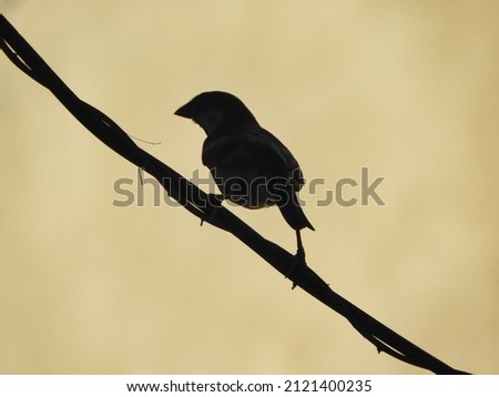 A great view of a lonely bird