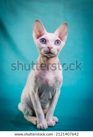 A pretty Sphynx cat just sitting and posing for photos with a blue background
