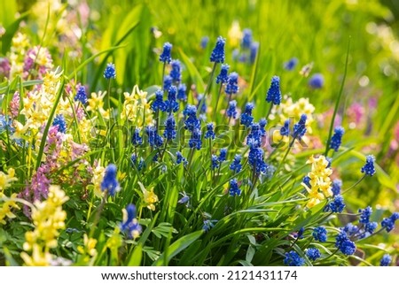 Grape hyacinth flowers close up. Floral spring colorful background. Blooming muscari in the field. Bright blue flowers on a yellow background. Seasonal wallpaper for design Royalty-Free Stock Photo #2121431174