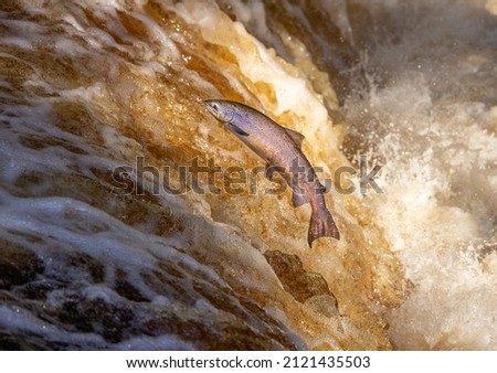 Atlantic Salmon leaping upstream during Salmon Run, UK Royalty-Free Stock Photo #2121435503