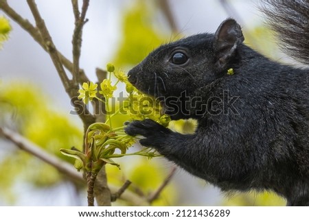 Melanistic black squirrel eating flowers in a tree